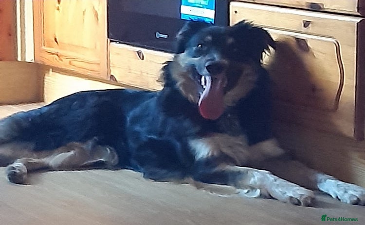 Border Collie dogs - Advert 1