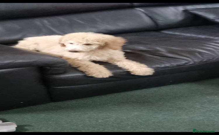 Poodle dogs - Advert 13