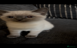 Nebelung cats for sale: Beautiful nebelung/ragdoll kittens  - Advert 4