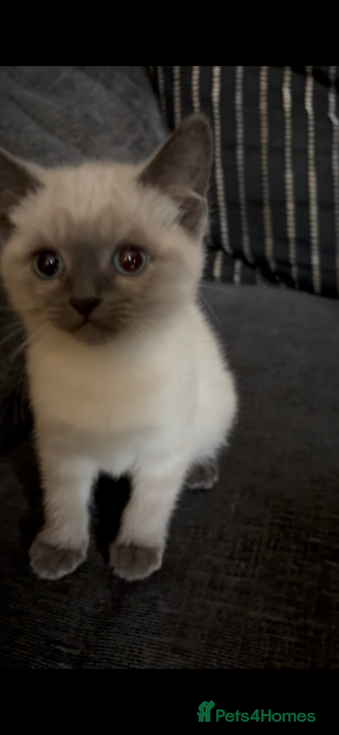 Nebelung cats for sale: Beautiful nebelung/ragdoll kittens  - Advert 4