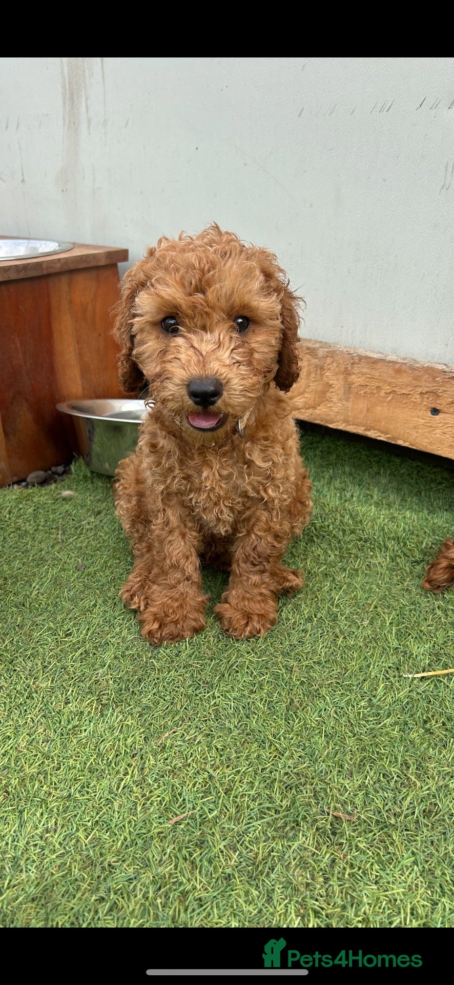 Cockapoo dogs Ready now vetchecked cockapoos - Advert 16