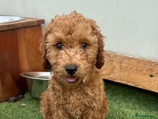 Cockapoo dogs Ready now vetchecked cockapoos - Advert 1