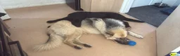 German Shepherd dogs for sale: German Shepherd  in Bristol - Advert 2