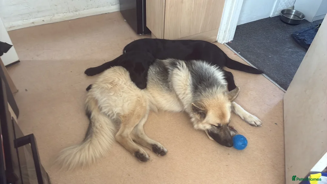 German Shepherd dogs for sale: German Shepherd  in Bristol - Advert 2