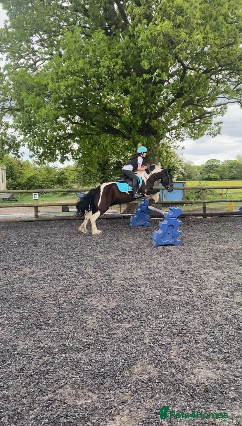 Other Breed horses Rosie 14hh 19yo cob mare,fun low-level all-rounder - Advert 2