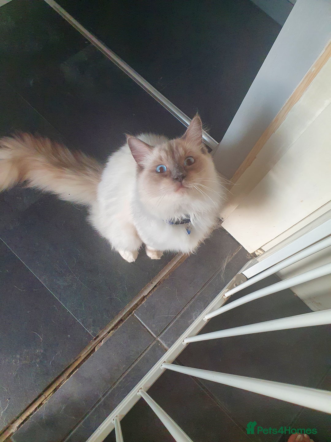 Ragdoll cats for stud: Gccf Loki large ragdoll stud blue mitted   in Wakefield - Image 3