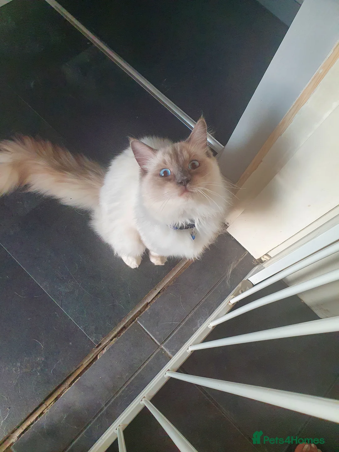 Ragdoll cats for stud: Gccf Loki large ragdoll stud blue mitted   in Wakefield - Advert 3