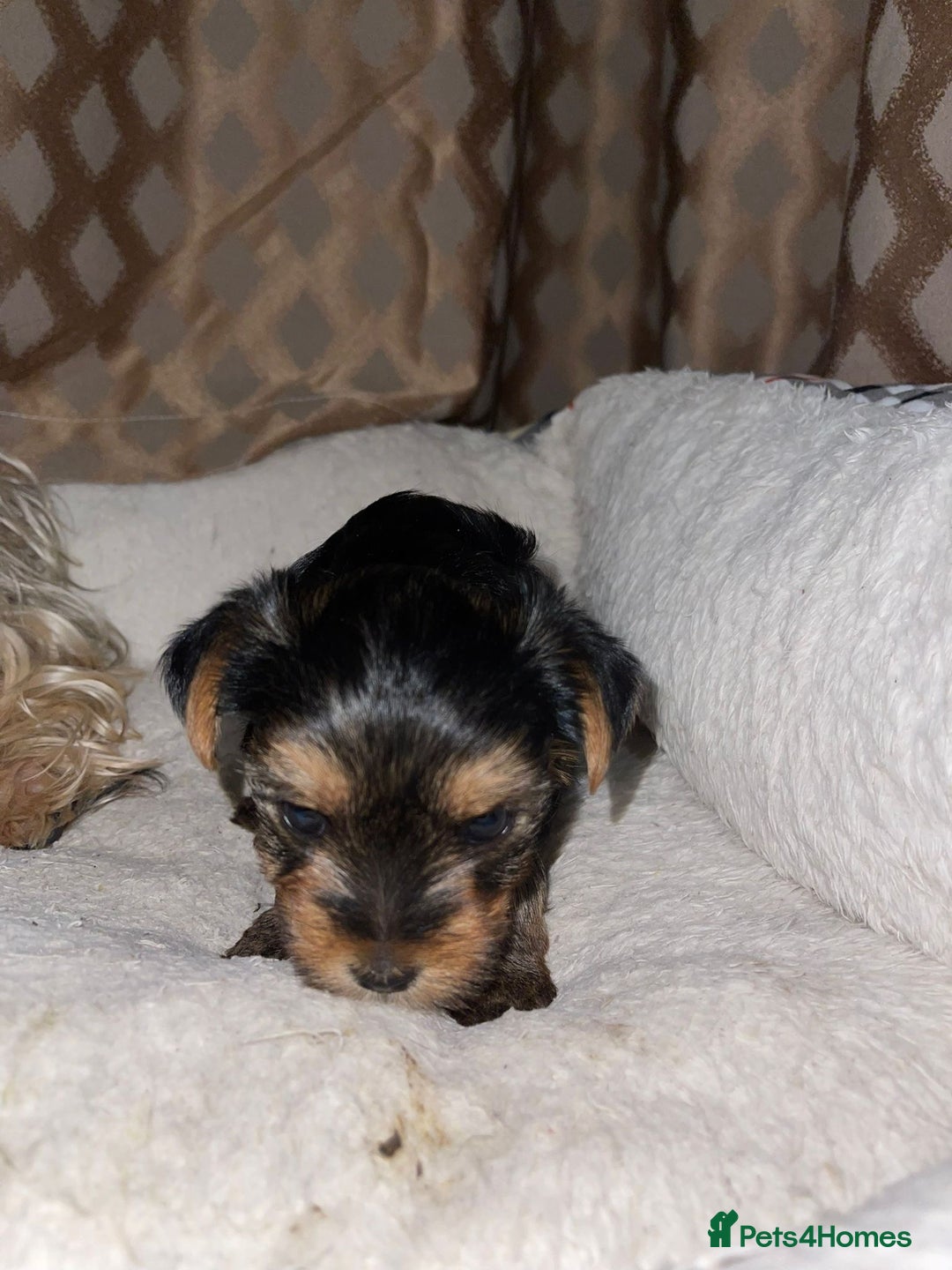 Yorkshire Terrier dogs for sale: Yorkshire terrier puppies  - Advert 4