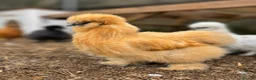 Chickens poultry for sale: USA Silkie Chicks - Advert 10