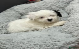 Malshi dogs for sale: Maltese puppy’s  - Image 5