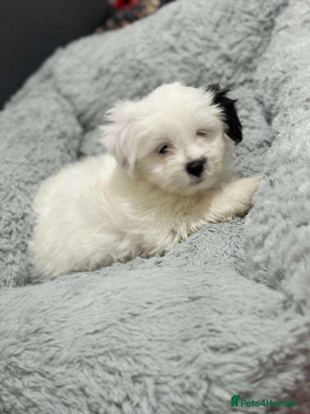 Malshi dogs for sale: Maltese puppy’s  - Image 5