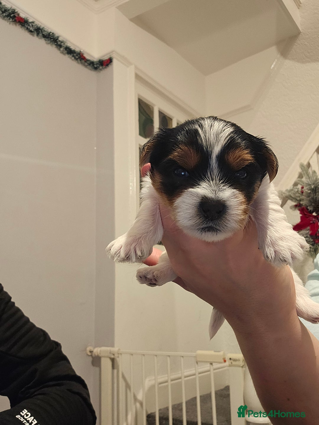 Yorkshire Terrier dogs for sale: Yorki baby - Advert 9