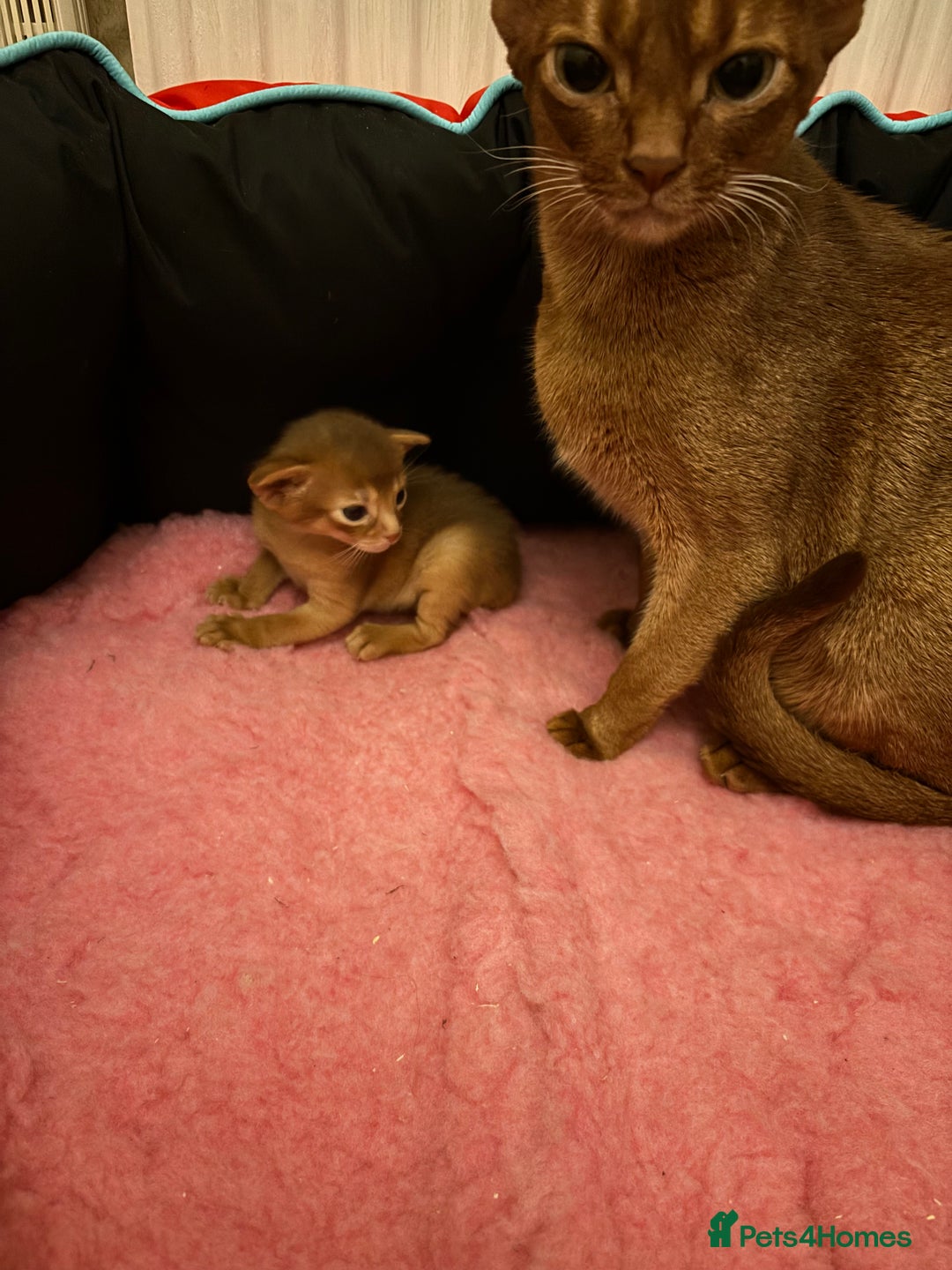Abyssinian cats for sale: Two Abyssinian kittens !!! - Advert 10