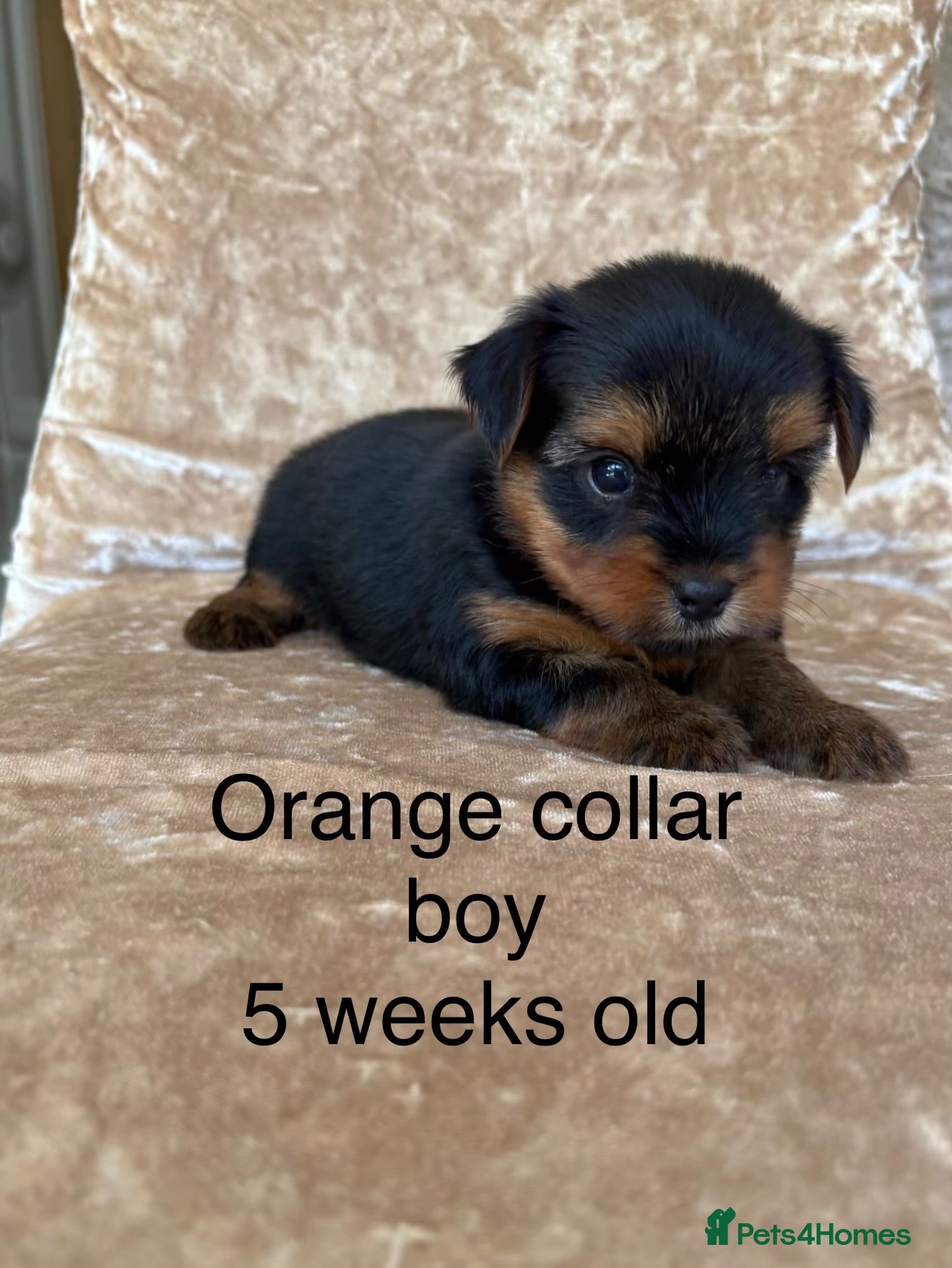 Yorkshire Terrier dogs Beautiful yorkshire terrier puppies  - Advert 6