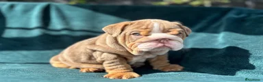English Bulldog 3
