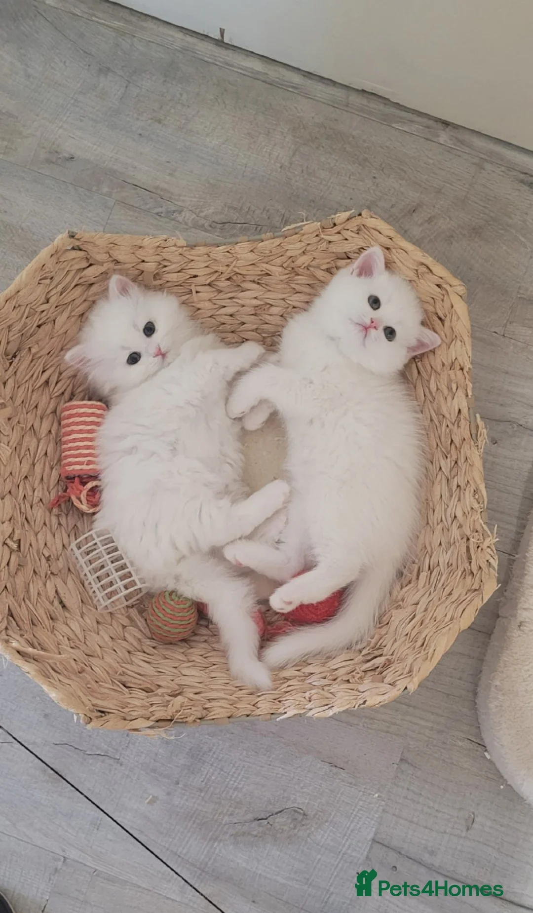 British Shorthair cats for sale: White British Shorthair pedigree boy - Advert 2