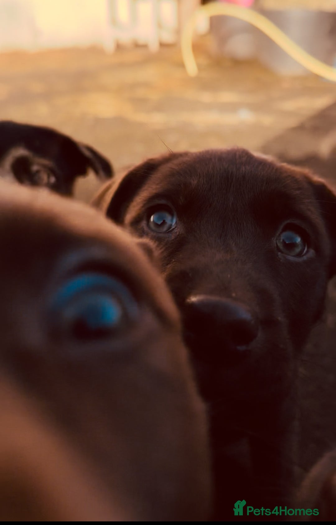 Mixed Breed dogs for sale: Kelpador - Advert 1