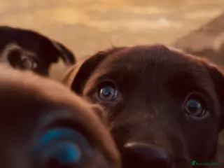 Mixed Breed dogs Kelpador - Advert 8