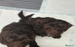 Cockapoo dogs for sale: Beautiful cockapoos  - Image 9
