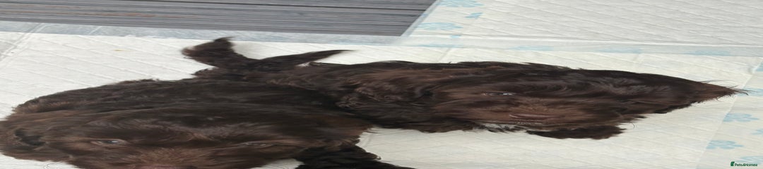 Cockapoo Puppy 2