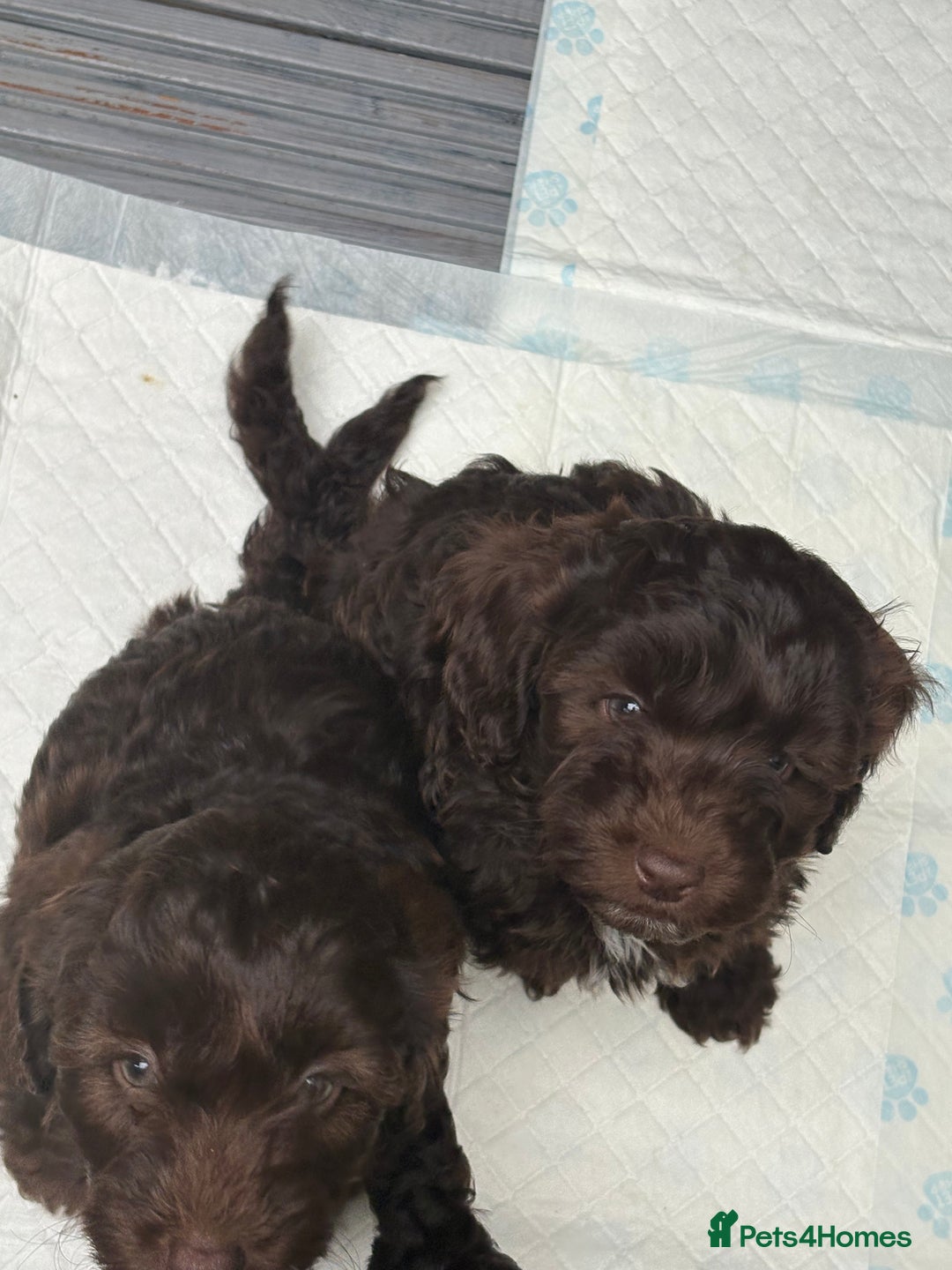 Cockapoo dogs for sale: Beautiful cockapoos  - Image 9