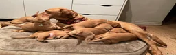 Labrador Retriever dogs for sale: Stunning Fox Red Labrador Retriever puppies - Advert 4