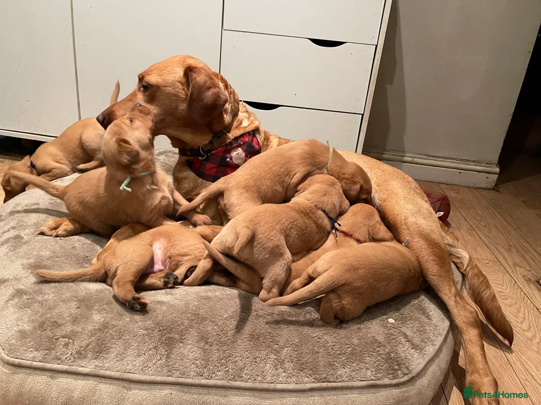 Labrador Retriever dogs for sale: Stunning Fox Red Labrador Retriever puppies - Advert 4