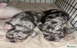 French Bulldog dogs for sale: READY NOW French bulldog puppies  - Advert 30