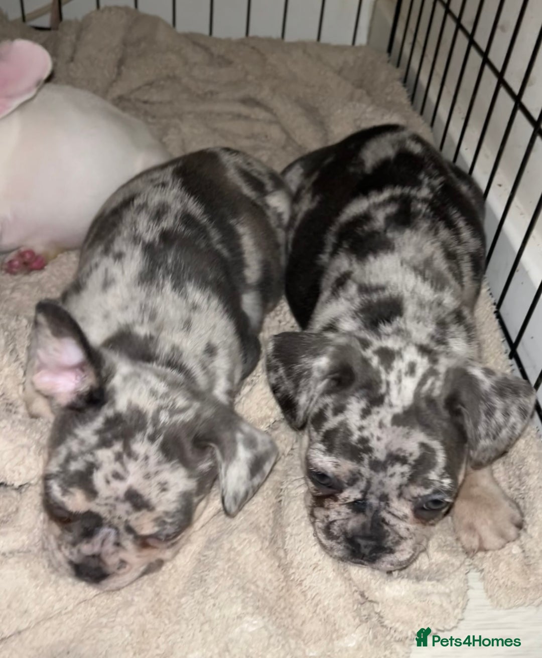 French Bulldog dogs for sale: READY NOW French bulldog puppies  - Advert 30