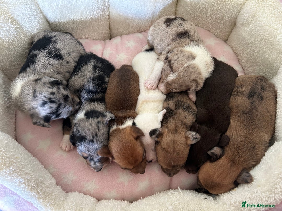 Jack Russell dogs for sale: Beautiful Rare Merle Mini Jack Russell Puppies  - Image 13