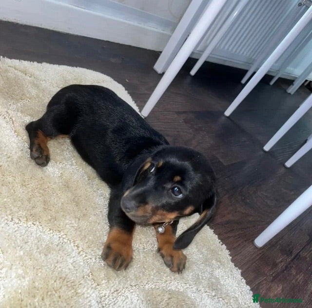 Miniature Dachshund dogs Miniature Dachshund Puppies Last Boy - Advert 1