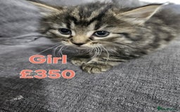 Maine Coon cats for sale: FLUFFY TABBY PART MAINE COON KITTENS - Image 4