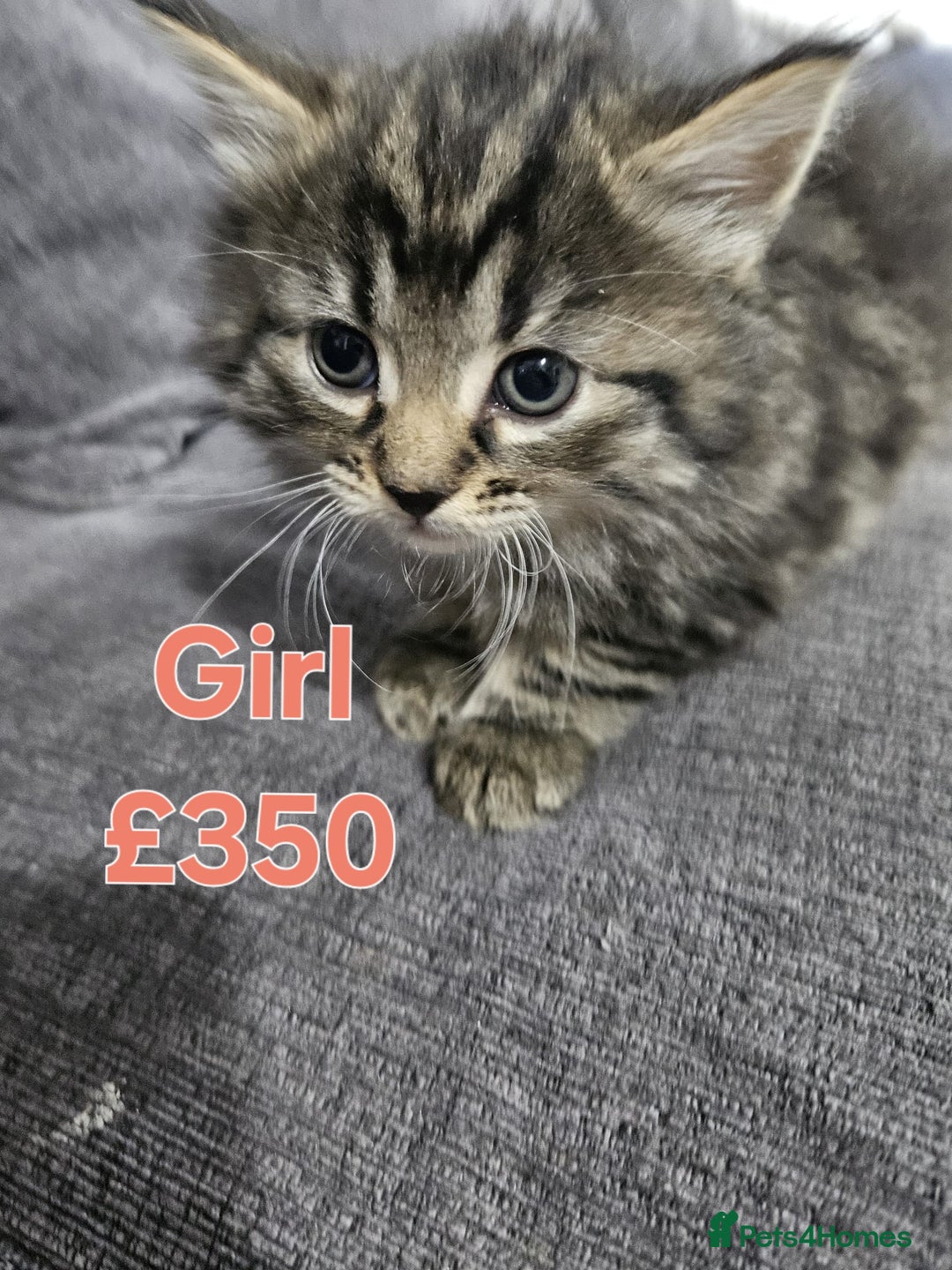 Maine Coon cats for sale: FLUFFY TABBY PART MAINE COON KITTENS - Image 4