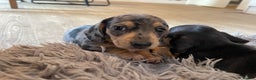 Miniature Dachshund dogs for sale: Skyla for sale  - Advert 5