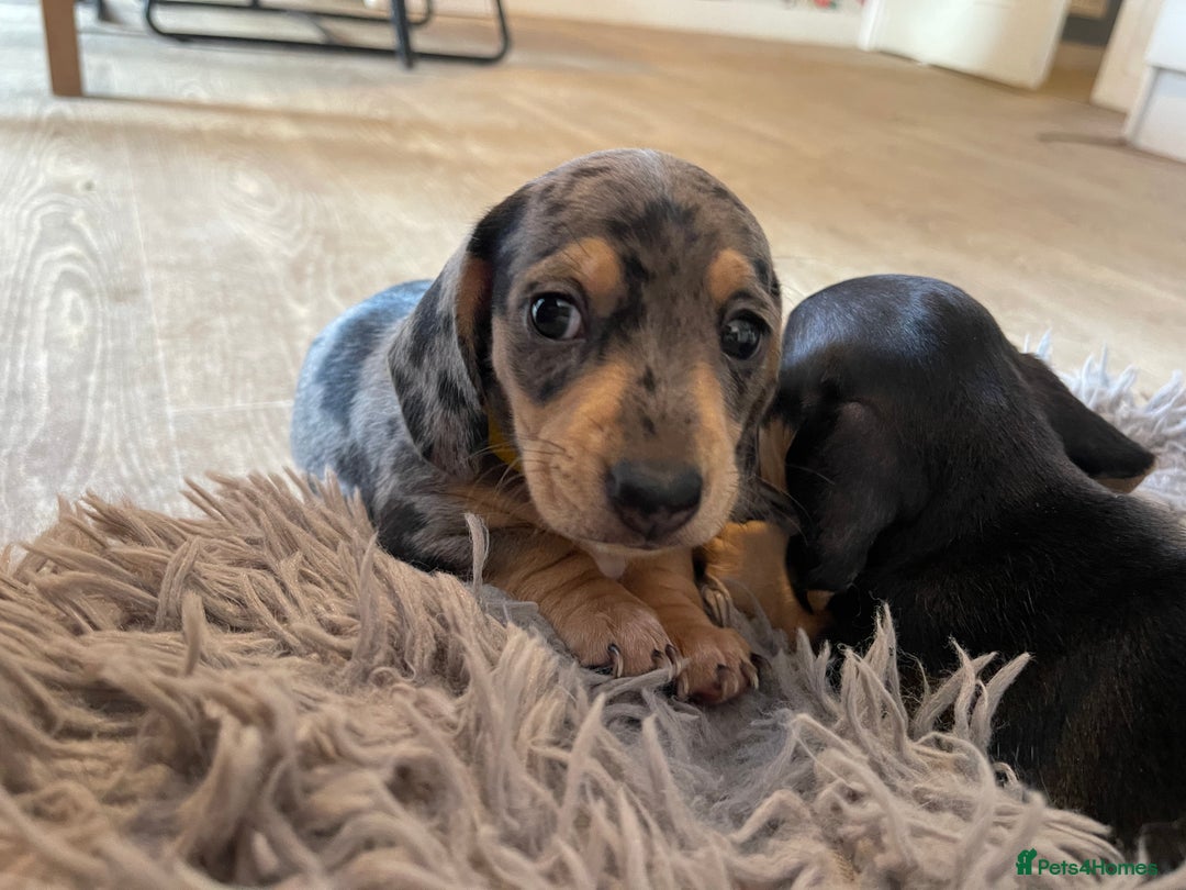 Miniature Dachshund dogs for sale: Skyla for sale  - Advert 5