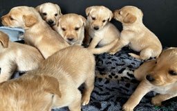 Labrador Retriever dogs for sale: Quality Labrador puppies Ready soon - Image 11