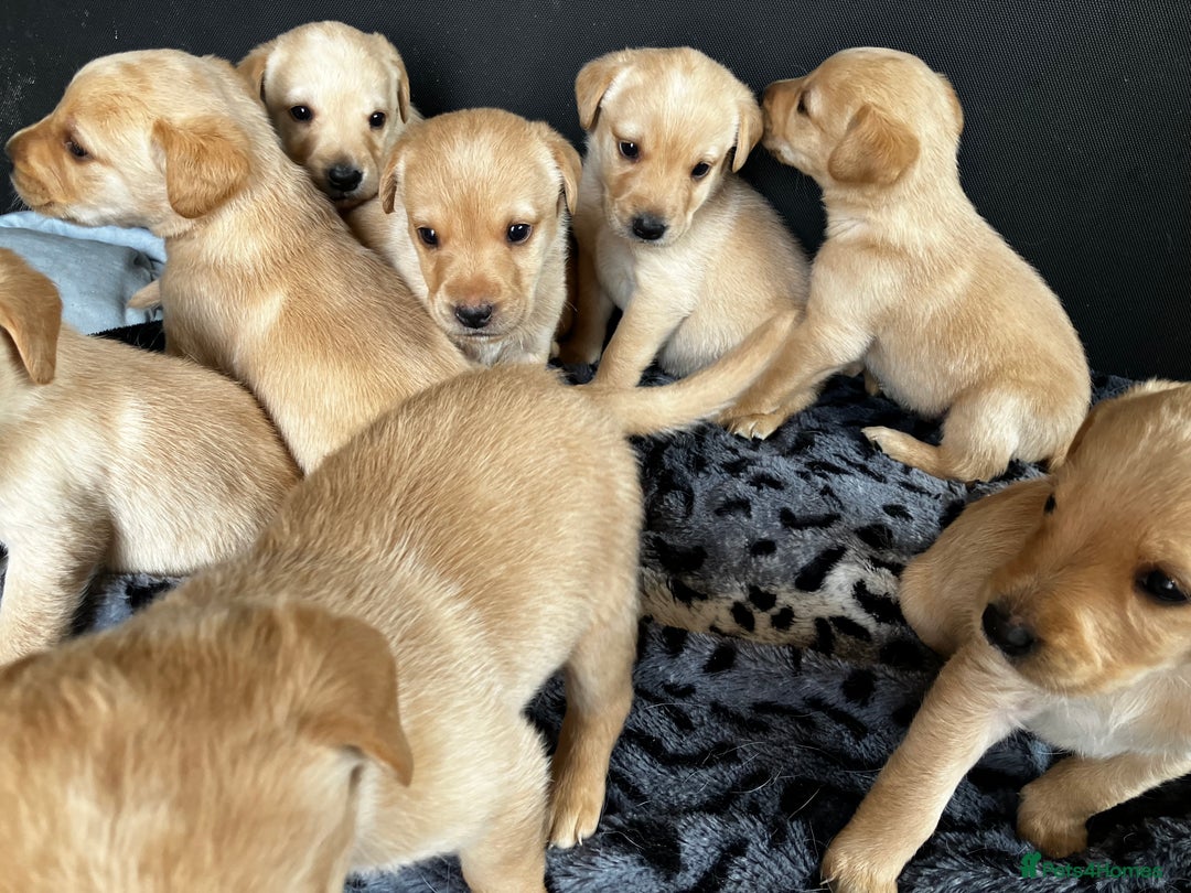 Labrador Retriever dogs for sale: Quality Labrador puppies Ready soon - Image 11