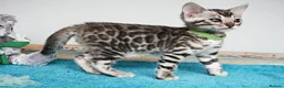 Bengal cats for sale: Superb Quality Bengal Kittens - Advert 12