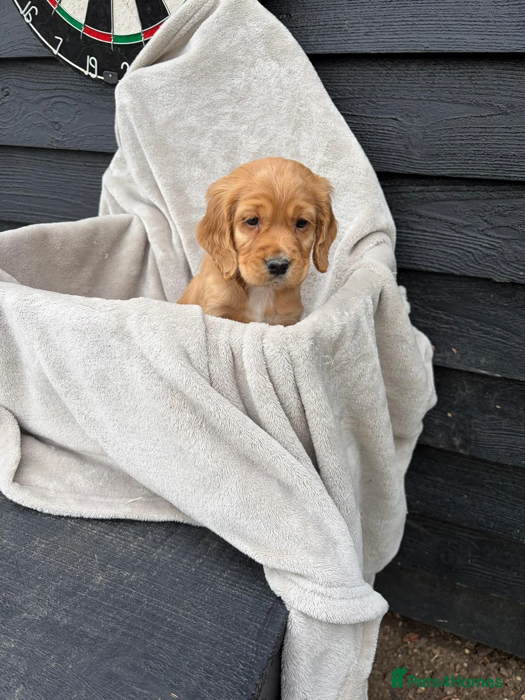 Cocker Spaniel dogs for sale: 2 cocker spaniels puppys available  - Advert 13