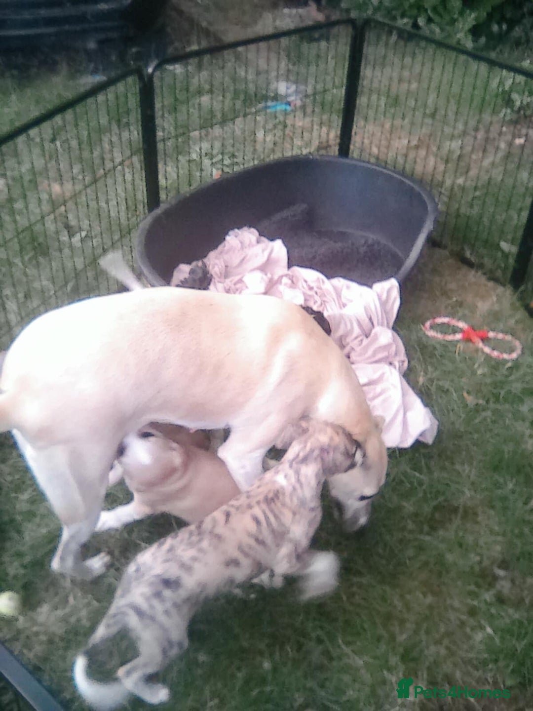 Whippet dogs for sale: Show potential Whippet boy - Image 3