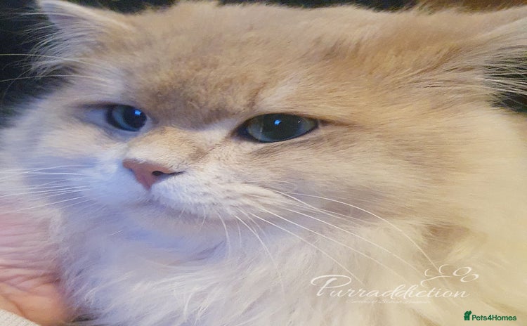 British Longhair cats - Advert 4