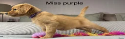 Goldendoodle dogs for sale: BEAUTIFUL HEALTHY LOVING PUPPIES  - Advert 17