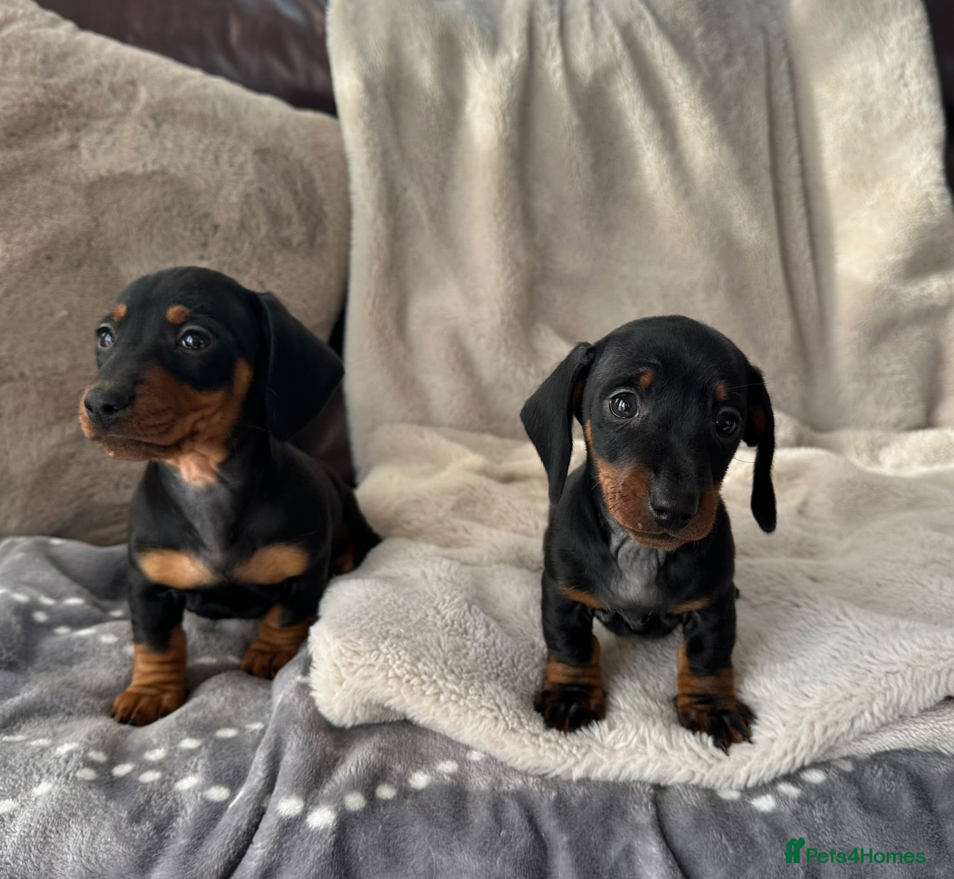 Miniature Dachshund dogs for sale: Miniature Dachshund KC Registered - Advert 2