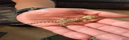 Bearded Dragon reptiles for sale: Breaded dragons  in Daventry - Advert 2