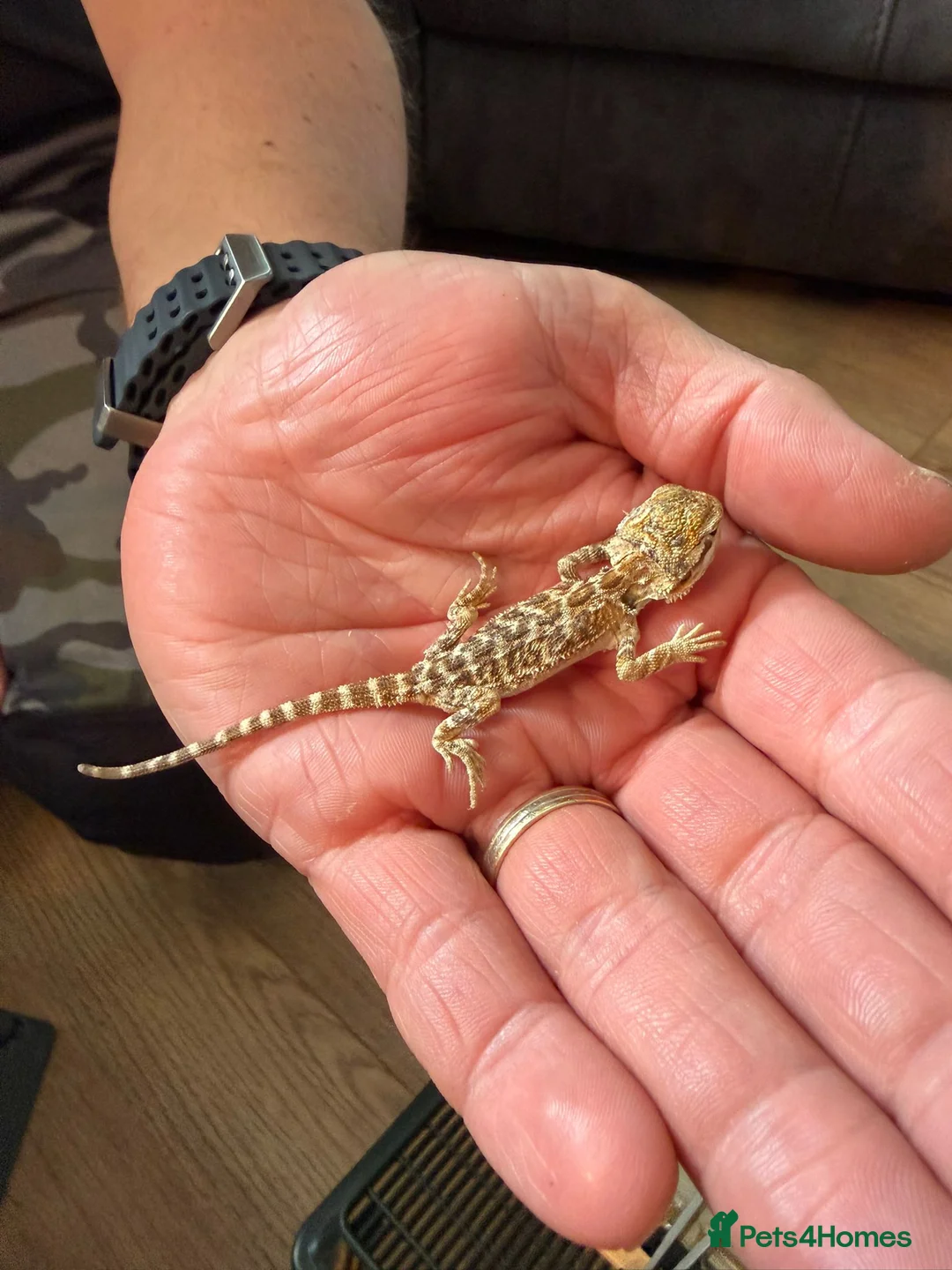 Bearded Dragon reptiles for sale: Breaded dragons  in Daventry - Advert 2