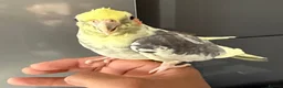 Cockatiels birds for sale: Friendly Tamed Pied Male Cockatiel & white fem.    - Advert 6
