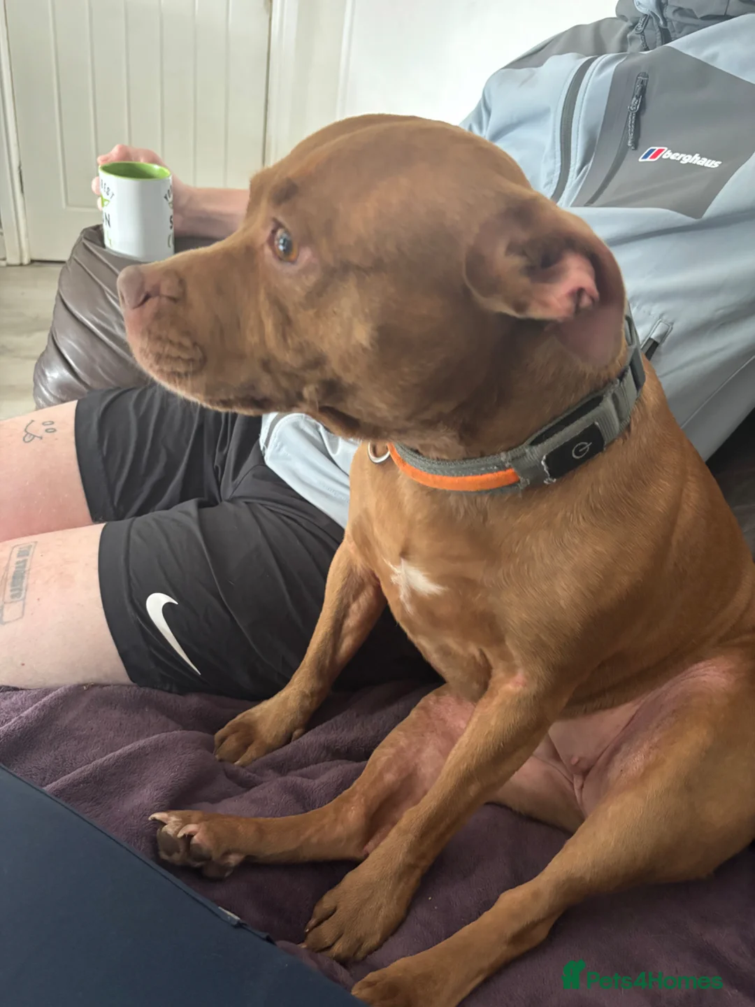 Staffordshire Bull Terrier dogs for sale: Gorgeous El in Warrington - Advert 3