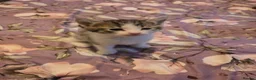 Mixed Breed cats for sale: look at all those tiny fluffballs!  - Advert 8