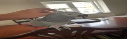 Parrots birds for sale: Super friendly African grey.  in Melton Mowbray - Advert 5