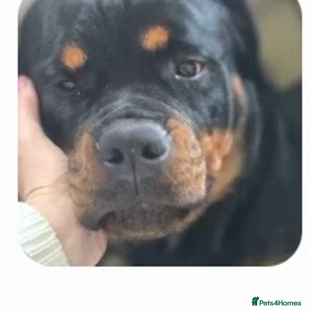 Rottweiler dogs for sale: 11 month old Rottweiler for sale  - Advert 1